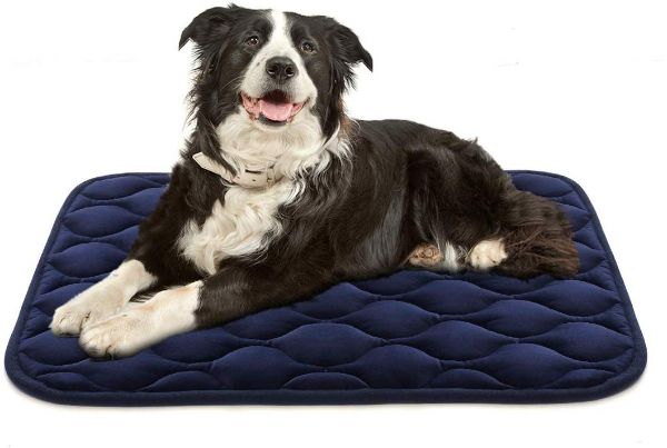 dog beds clearance